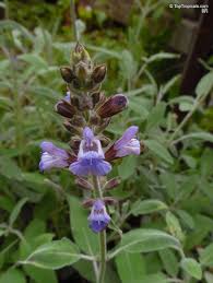 Image result for Salvia officinalis