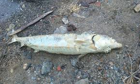 Image result for Huso brevirostrum