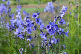 Attēlu rezultāti vaicājumam “Polemonium caeruleum fruit”