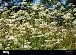 Attēlu rezultāti vaicājumam “Aegopodium podagraria flower”