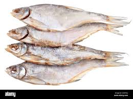 Image result for Rutilus caspicus