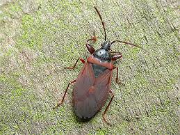 Attēlu rezultāti vaicājumam “Gastrodes grossipes”