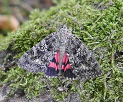 Attēlu rezultāti vaicājumam “Catocala sponsa”