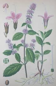 Image result for Mentha piperita