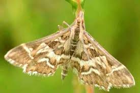 Attēlu rezultāti vaicājumam “Diasemia reticularis”