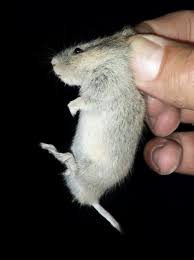 Attēlu rezultāti vaicājumam “Cricetidae”