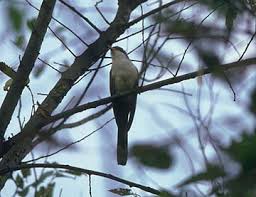 Image result for Coccyzus americanus