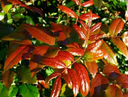 Attēlu rezultāti vaicājumam “Mahonia aquifolium leaf”