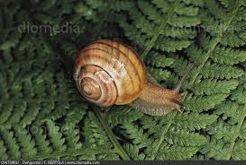 Attēlu rezultāti vaicājumam “Helicidae”