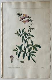 Attēlu rezultāti vaicājumam “Antirrhinum majus leaf”