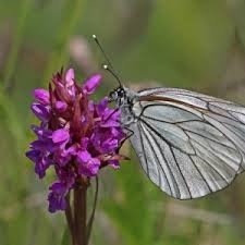 Attēlu rezultāti vaicājumam “Aporia crataegi upperside”