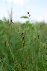 Attēlu rezultāti vaicājumam “Carex davalliana”