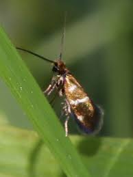 Attēlu rezultāti vaicājumam “Micropterix aureatella”