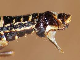 Attēlu rezultāti vaicājumam “Raphidia larva”