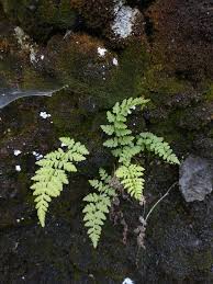 Attēlu rezultāti vaicājumam “Cystopteris fragilis”