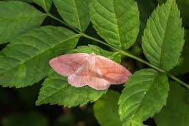 Attēlu rezultāti vaicājumam “Hylaea fasciaria”