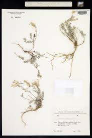 Image result for Alyssum diffusum