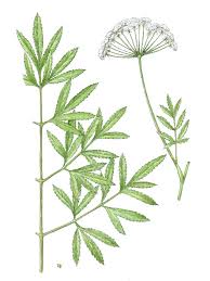 Attēlu rezultāti vaicājumam “Cicuta virosa”