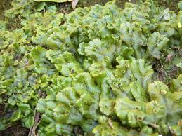 Attēlu rezultāti vaicājumam “Marchantia polymorpha”