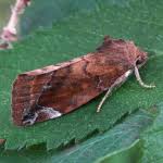 Attēlu rezultāti vaicājumam “Cosmia pyralina”