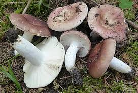 Attēlu rezultāti vaicājumam “Russula vesca”