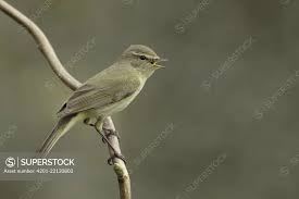 Attēlu rezultāti vaicājumam “Phylloscopus collybita”