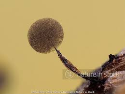 Attēlu rezultāti vaicājumam “Collaria arcyrionema”