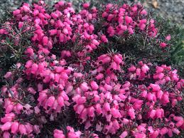 Attēlu rezultāti vaicājumam “Erica x darleyensis”