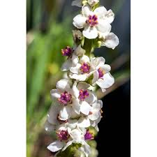 Attēlu rezultāti vaicājumam “Verbascum blattaria flower”