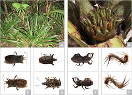 Attēlu rezultāti vaicājumam “Apion sp.”