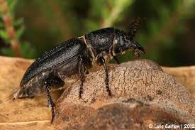 Attēlu rezultāti vaicājumam “Spondylis buprestoides”