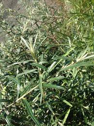 Attēlu rezultāti vaicājumam “Hippophae rhamnoides leaf”