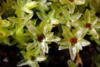 Attēlu rezultāti vaicājumam “Mnium hornum”