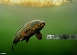 Image result for Cyprinus carpio