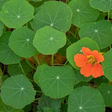 Image result for Tropaeolum majes