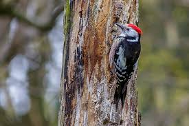 Attēlu rezultāti vaicājumam “Dendrocopos medius nest”