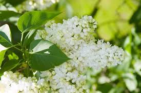 Attēlu rezultāti vaicājumam “Syringa vulgaris flower”