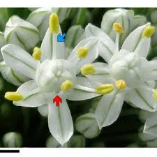 Attēlu rezultāti vaicājumam “Allium cepa flower”