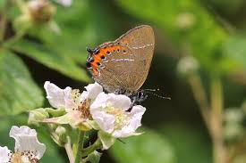 Attēlu rezultāti vaicājumam “Satyrium pruni”