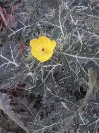 Attēlu rezultāti vaicājumam “Papaver argemone bud”