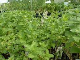 Attēlu rezultāti vaicājumam “Mentha longifolia”