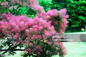 Attēlu rezultāti vaicājumam “Cotinus coggygria”