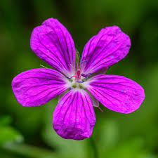 Attēlu rezultāti vaicājumam “Geranium palustre”