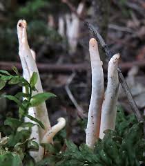 Attēlu rezultāti vaicājumam “Clavulinopsis cinerioides”