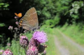 Attēlu rezultāti vaicājumam “Satyrium w-album underside”