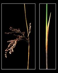 Attēlu rezultāti vaicājumam “Juncus balticus”