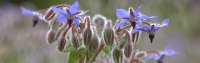Image result for Borago officinalis