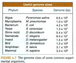 Image result for genome sizes