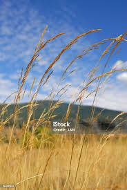 Attēlu rezultāti vaicājumam “Festuca pratensis”