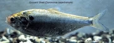 Image result for Dorosoma cepedianum
